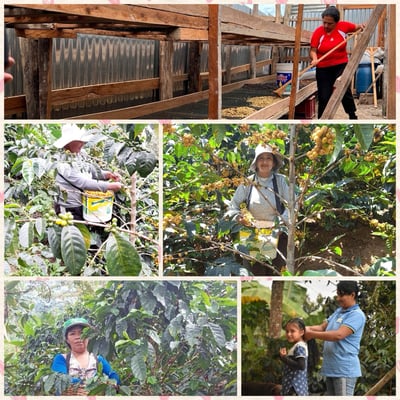 《天空之城系列：祕魯 卡哈馬卡 🥑酪梨之花💐 特色水洗咖啡》5