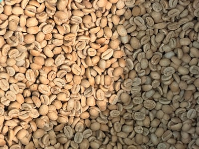 《國寶咖啡系列：哥斯大黎加 西部谷地 聖塔露西亞莊園 🌟維拉薩奇 老爺爺蜜香特色咖啡》11