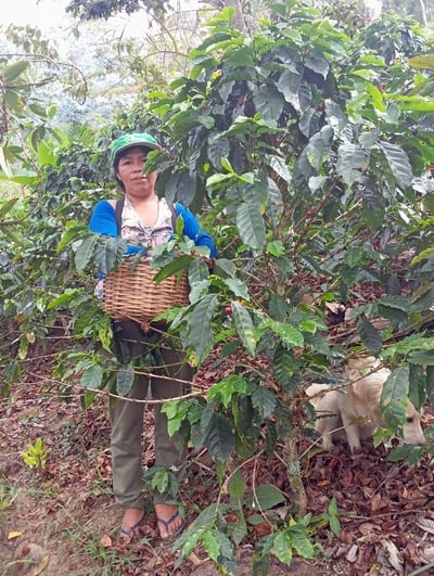 《天空之城系列：祕魯 卡哈馬卡 🥑酪梨之花💐 特色水洗咖啡》4