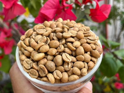 《風味獨特系列咖啡：哥斯大黎加 聖塔露西亞莊園 熊蓋頌🍷Plus+ 鐵比卡/冰果釀日曬特色咖啡》7