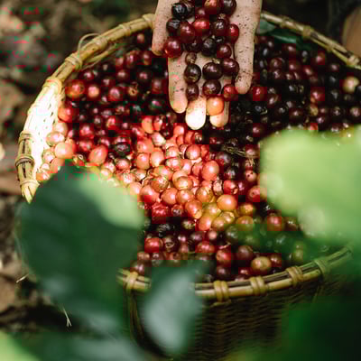《特色風味咖啡系列： 墨西哥 Chiapas 恰帕斯州 Finca Guadalupe Zaju 瓜達盧佩･扎朱莊園 徳式管理 草莓日曬特色批次—萄莓果凍》3