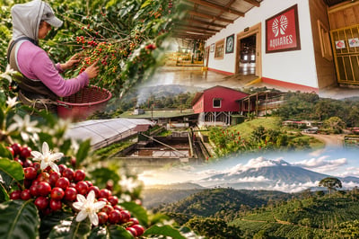 《非喝不可系列：哥斯大黎加 圖里亞爾瓦火山 阿奎亞雷斯 🌷金萱果漾香頌🍑 水洗特色咖啡》4