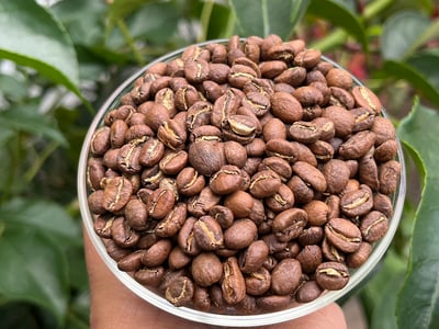 《鎮店之寶咖啡系列： 衣索比亞 Yirgacheffe 耶加雪菲 格賽/貝尤處理廠 遮陰乾燥 水洗批次Gr. 1—74110單一品種 冬莓紅露小調微批次》7