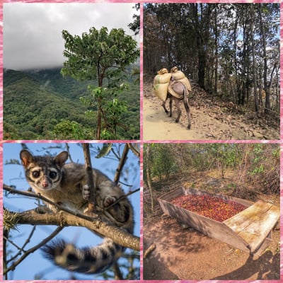 熊團長每月特惠咖啡｜墨西哥 恰帕斯/萊斯卡 莓果花茶 水洗咖啡熟豆 (買一送一)3