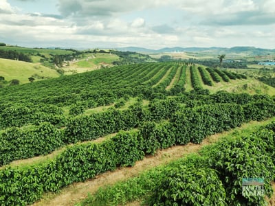 《老巴傳奇咖啡：巴西 Cerrado Mineiro產區 Rio Brilhante 明河莊園 Catuai 99 卡杜愛久久/當地特色品種 ☀日曬咖啡：巧克力葡萄球》3