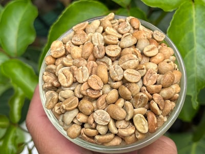 《極致風味咖啡系列：宏都拉斯 奧科特佩克產區 Finca Las Rosas 玫瑰花莊園 改良式 Natural Funky 日曬放奇咖啡—草莓冰淇淋特色微批次》8