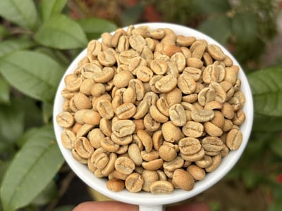 《國寶咖啡系列：哥斯大黎加 西部谷地 聖塔露西亞莊園 🌟維拉薩奇 老爺爺蜜香特色咖啡》10