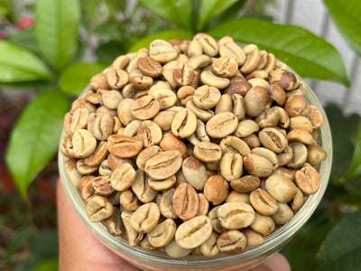 《★CoE卓越杯系列★：瓜地馬拉 聖馬科斯 Finca El Platanillo 普拉塔尼洛莊園 水果炸彈 黑果皮日曬特色咖啡☀》7