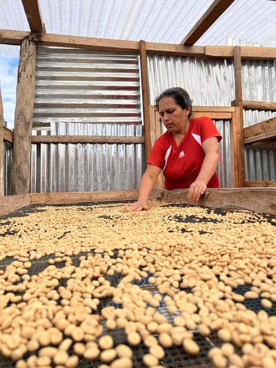 《自然無毒咖啡系列： 秘魯 卡哈馬卡產區 巴羅･尼可洛小鎮 聯合農場 自然農法水洗咖啡 夜百合特色批次》4