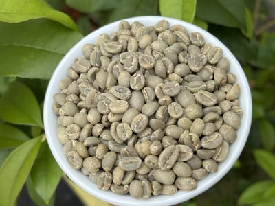 《鎮店之寶咖啡系列： 衣索比亞 Yirgacheffe 耶加雪菲 班可果丁丁 超高密度/水洗批次 Gr.1 74110單一品種 茉香蜜桃小調》5