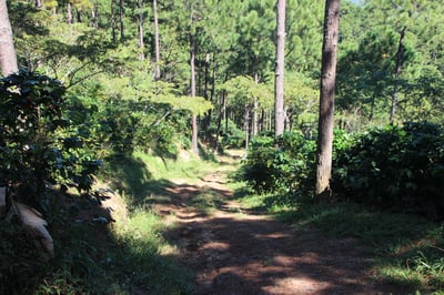 《典藏家系列咖啡：宏都拉斯 奧科特佩克產區 Miraflores 賞花莊園 水洗咖啡—綺麗花神 特色微批次》5