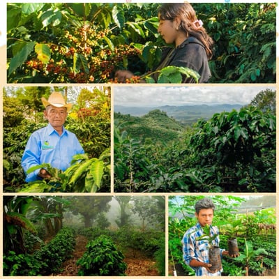《藝伎之寶咖啡：瓜地馬拉 新東方/卡斯卡哈爾莊園 🍑果嶼之歌🎵 Geisha藝伎/瑰夏水洗》6