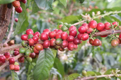 熊團長精選系列：肯亞 穆蘭嘉 新基里提農民合作社 產區精選/水洗特色咖啡—森之莓比賽級微批次5