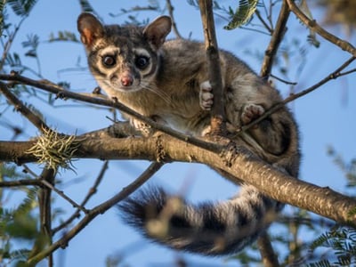 《特色風味咖啡系列：墨西哥 Chiapas 恰帕斯 Fraylesca 弗雷萊斯卡 原住民合作社 水洗特色批次—英式早茶》3