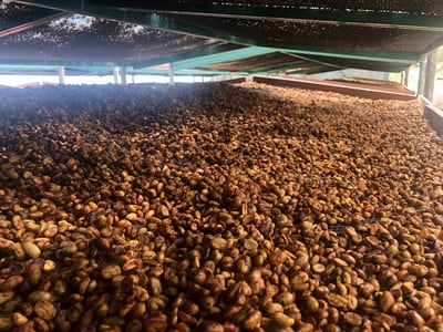 熊團長每月特惠咖啡｜哥斯大黎加 西部谷地 赫爾莎處理廠 白蜜咖啡熟豆 (買一送一)3