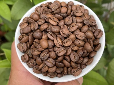 《老巴傳奇咖啡：巴西 米納斯吉拉斯州 好望角莊園 Acaia 阿卡依 珍稀品種 蜜處理咖啡：🌞陽光蜜果🍬》10