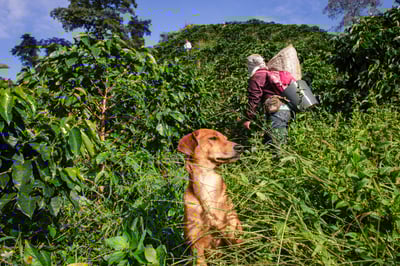 《新春報喜咖啡系列：哥倫比亞 Antioquia 安提奧基亞省 Finca Camelia 山茶花莊園 筒倉遮陰乾燥☀ 水洗特色微批次》7