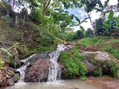 巨型特色咖啡系列｜尼加拉瓜 Jinotega 希諾特佳 El Renacer 雷納瑟莊園 馬拉卡杜拉/巨型品種 精緻水洗 大象跳舞6