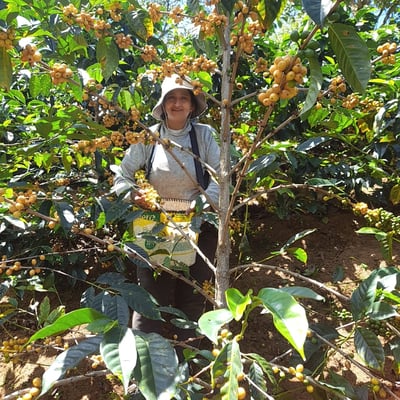 《天空之城系列：祕魯 卡哈馬卡 🥑酪梨之花💐 特色水洗咖啡》3