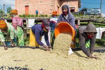 《甜美系列咖啡：盧安達 北部省 咖啡之家/茹莉處理站 🍇洛柚紅韻🌸水洗特色咖啡》7
