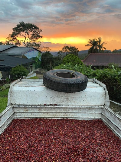 《特色風味咖啡系列： 墨西哥 Chiapas 恰帕斯州 Finca Guadalupe Zaju 瓜達盧佩･扎朱莊園 徳式管理 草莓日曬特色批次—萄莓果凍》1