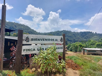 《品種大師咖啡：尼加拉瓜 高原莊園 果汁發酵處理🍹 Parainema 水洗咖啡：🍑白蜜果曦✨》2