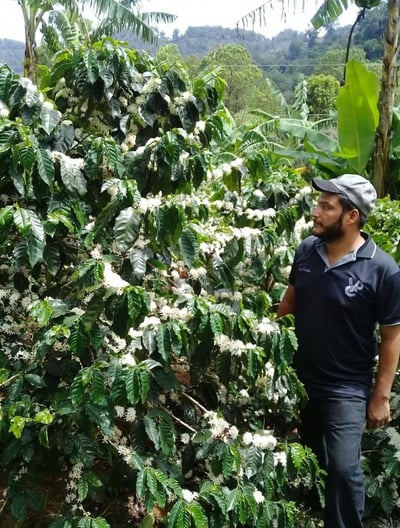 《獨家風味咖啡系列： 尼加拉瓜 希諾特加 Finca Linda Vista 琳達維斯塔莊園—莓妍荔語 隧道遮蔭慢速乾燥 ☀️雙重發酵日曬咖啡》5