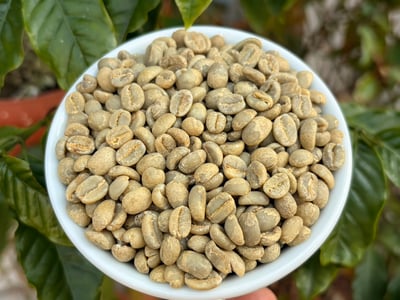 《四季花果系列：衣索比亞 古吉/蒂瑪Tima 🍹春光花露🌹歐規 極致水洗咖啡》6