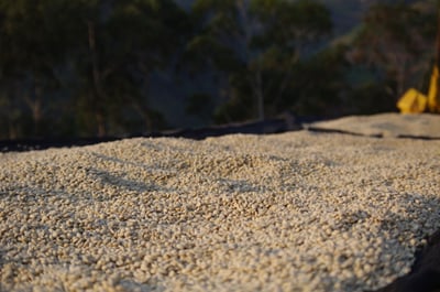 熊團長每月特惠咖啡｜盧安達 北部省 姆比利瑪/ 菓香香 紅波旁水洗咖啡熟豆 (買一送一)4