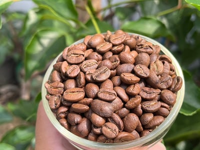 熊團長每月特惠咖啡｜哥斯大黎加 阿奎亞雷斯莊園/蜜香糖葫蘆 水洗咖啡熟豆 (買一送一)4