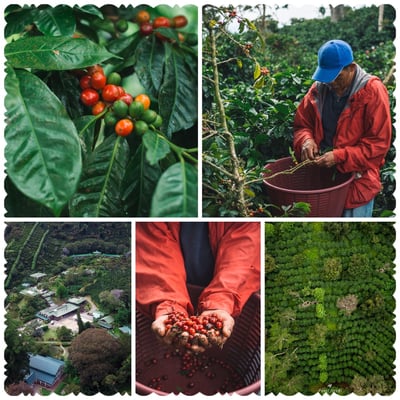 光輝十月咖啡展優惠｜BoP咖啡熟豆幸福A+B專案組合 (限時限量)4