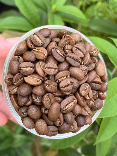 《藝伎之寶咖啡：瓜地馬拉 新東方/卡斯卡哈爾莊園 🍑果嶼之歌🎵 Geisha藝伎/瑰夏水洗》9