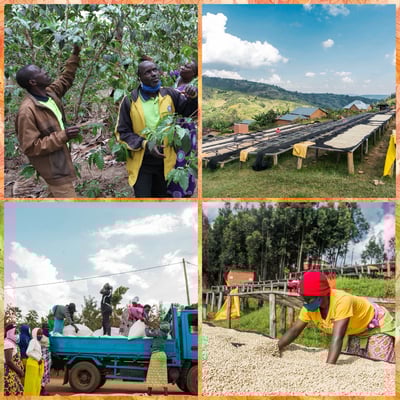 《甜美系列咖啡：盧安達 北部省 咖啡之家/茹莉處理站 🍇洛柚紅韻🌸水洗特色咖啡》11