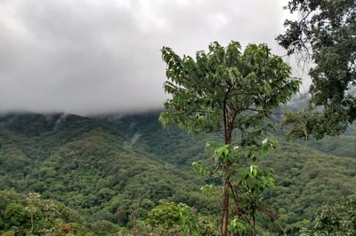 《特色風味咖啡系列：墨西哥 Chiapas 恰帕斯 Fraylesca 弗雷萊斯卡 原住民合作社 水洗特色批次—英式早茶》1