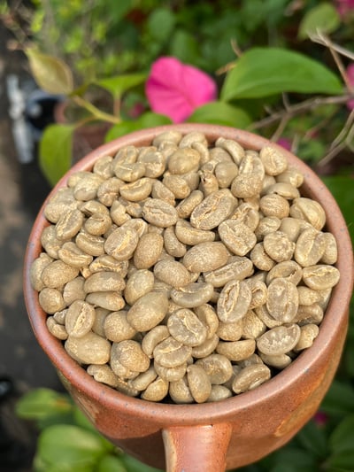 熊團長精選系列：肯亞 穆蘭嘉 新基里提農民合作社 產區精選/水洗特色咖啡—森之莓比賽級微批次6