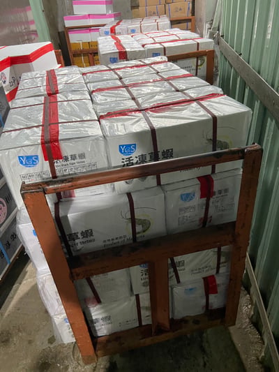 YES大尾12P海草蝦7