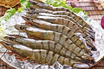 最高品質海虎蝦12p2