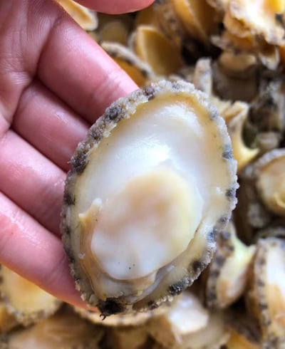 活取熟凍鮑魚清肉3