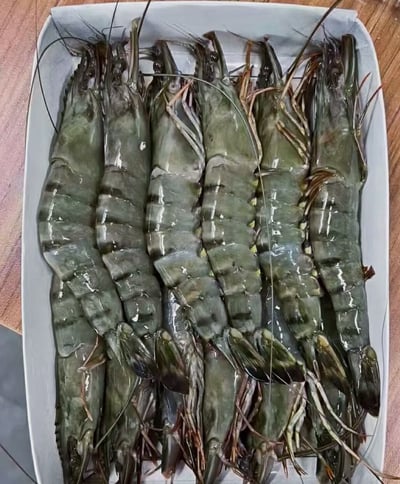 最新到櫃重磅黑虎蝦/350克16