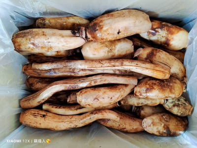 無毒蓮藕茶食材8