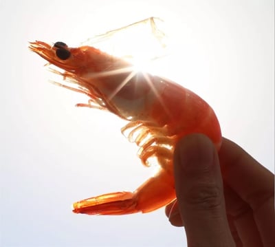 馬來活煮熟白蝦41/503