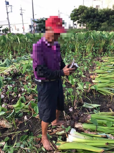 在地小農檳榔心芋頭11