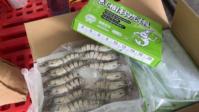 最高品質海虎蝦12p9