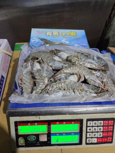 頂級有氧Spa大白蝦3
