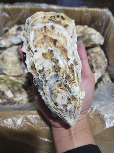 宮城超級大全殼活凍生蠔10