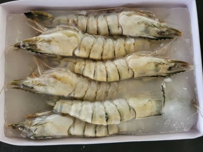 YES大尾6P海草蝦4