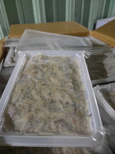 台灣生凍吻仔魚(預購)2