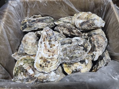 宮城超級大全殼活凍生蠔8