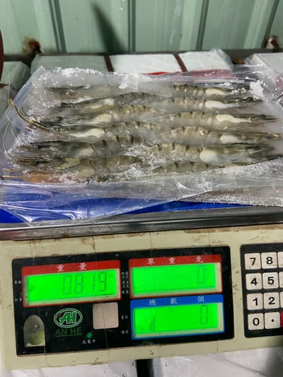 YES大尾12P海草蝦6