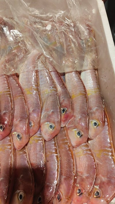 現流急凍紅面馬頭魚(2尾/組)6